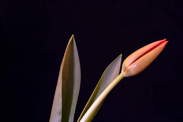 Den Helder, Países Baixos. Janeiro de 2022. tulipa vermelha contra um fundo preto. — Fotografia de Stock