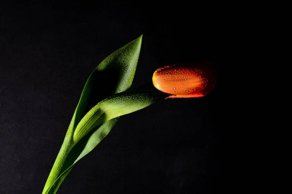 Den Helder, Países Baixos. Janeiro de 2022. tulipa vermelha contra um fundo preto. — Fotografia de Stock