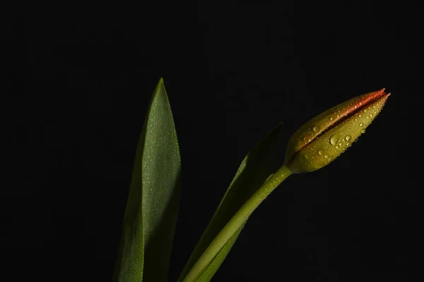 Den helder, Paesi Bassi. Gennaio 2022. Tulipano rosso su sfondo nero. — Foto Stock