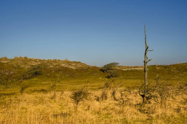 Callantsoog, Hollanda, Şubat 2022. Doğanın kumul manzarası Callantsoog 'da Zwanenwater rezervi.