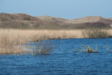 Callantsoog, Hollanda, Mart 2022. Kuzey Hollanda 'da Callantsoog yakınlarındaki kumul manzarası.