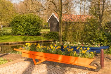 Lisse, Hollanda, Nisan 2022. Nergisli, laleli ve yel değirmenli tipik Hollanda manzaralı Keukenhof bahçeleri. 