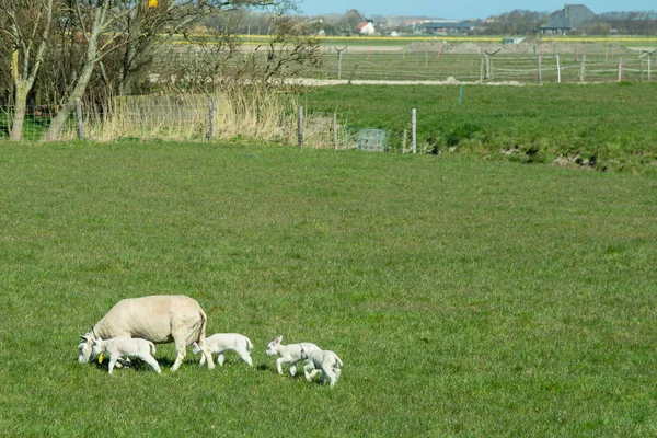 Texel, Hollandia, 2022. március. Juh újszülött bárányokkal a réten. — Stock Fotó