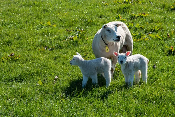Texel, Нідерланди, березень 2022. Вівці з новонародженими ягнятами на лузі.. — стокове фото