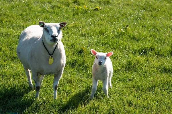 Texel, Ολλανδία, Μάρτιος 2022. Πρόβατα με νεογέννητα αρνιά στο λιβάδι. — Φωτογραφία Αρχείου