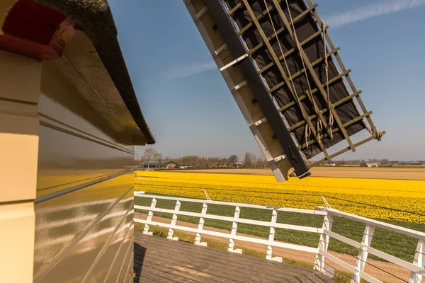 Lisse, Hollanda, Nisan 2022. Bir değirmenin balkonundan nergis tarlası manzarası. Yüksek kalite fotoğraf