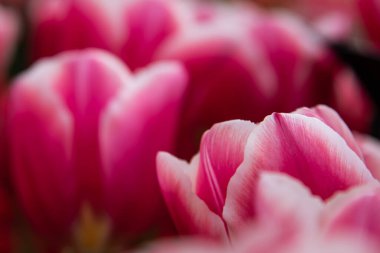 Lisse, Hollanda, Nisan 2022. Çiçekli laleleri kapatın. Yüksek kalite fotoğraf. Kapat.