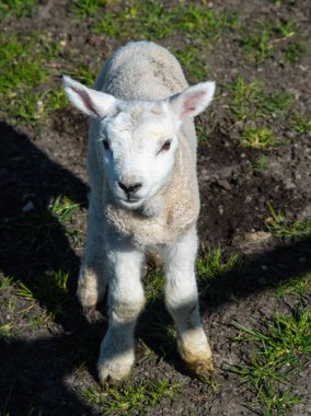 Breezand, Hollanda, Mart 2022. Çayırda ilk kez yeni doğmuş kuzular. Yüksek kalite fotoğraf