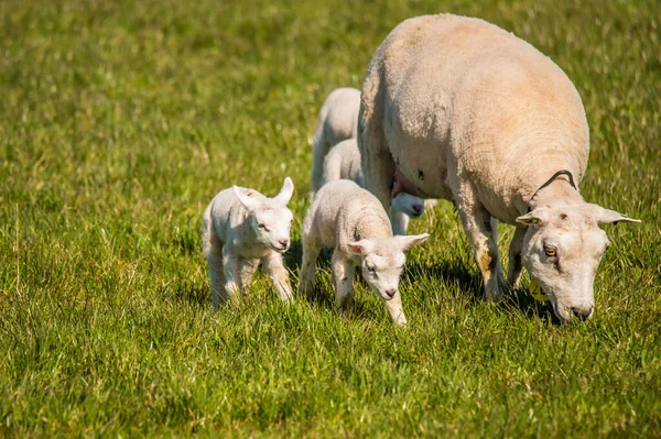 Breezand Hollanda Nisan 2022 Anne Koyun Yeni Doğmuş Kuzular Baharda — Stok fotoğraf