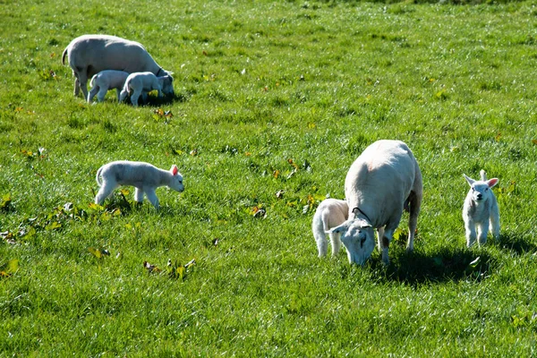Breezand Holanda Abril 2022 Mãe Ovelha Com Cordeiros Recém Nascidos — Fotografia de Stock