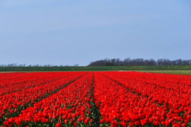 Julianadorp, Hollanda, Nisan 2022. Julianadorp 'un etrafındaki ampul tarlalarında çiçek açan laleler, sümbüller ve nergisler. Yüksek kalite fotoğraf