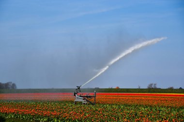 Julianadorp, Hollanda, Nisan 2022. Julianadorp 'un etrafındaki ampul tarlalarına su püskürtülmüş. Yüksek kalite fotoğraf