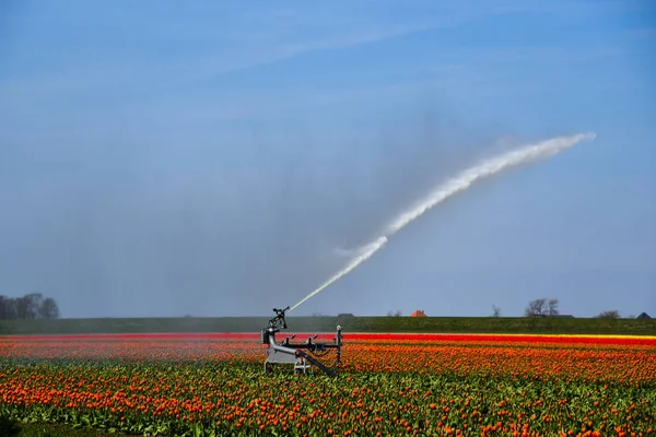 Julianadorp, Hollanda, Nisan 2022. Julianadorp 'un etrafındaki ampul tarlalarına su püskürtülmüş. Yüksek kalite fotoğraf