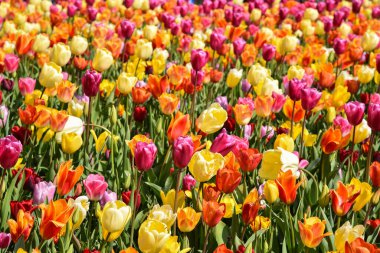 Lisse, Netherlands, April 2022. Flowering tulip fields in different colors. High quality photo