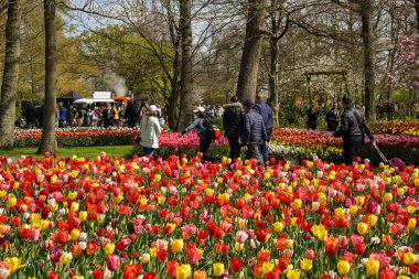 Lisse, Netherlands, April 2022. Flowering tulip fields in different colors.