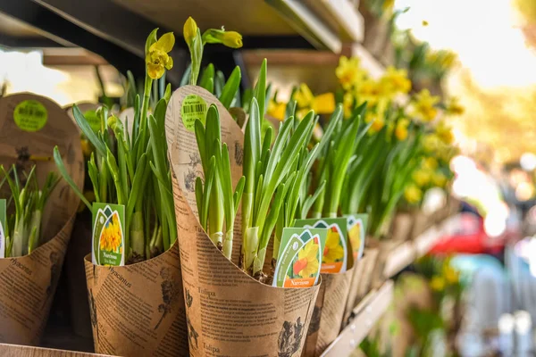 Lisse, Netherlands, April 2022. Clogs and wooden tulips, souvenirs of Holland. — Fotografia de Stock