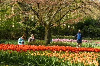 Lisse, Amsterdam, Nisan 2022. Renkli çiçek yatakları ve Keukenhof 'taki turistler..