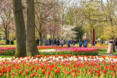 Lisse, Amsterdam, Nisan 2022. Renkli çiçek yatakları ve Keukenhof 'taki turistler..