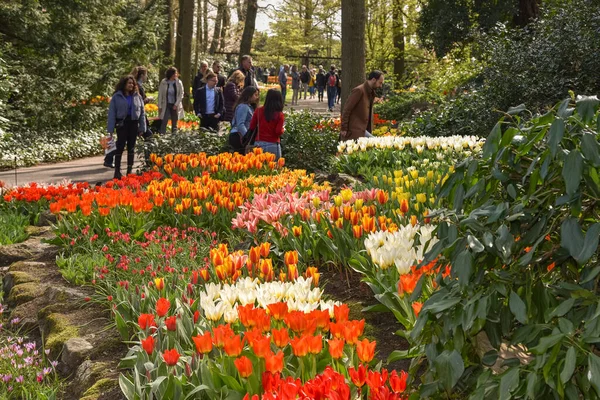 Lisse, Amsterdam, Nisan 2022. Renkli çiçek yatakları ve Keukenhof 'taki turistler..