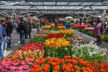 Lisse, Netherlands, May 2022. The greenhouses with flowers at the Keukenhof, Lisse. High quality photo