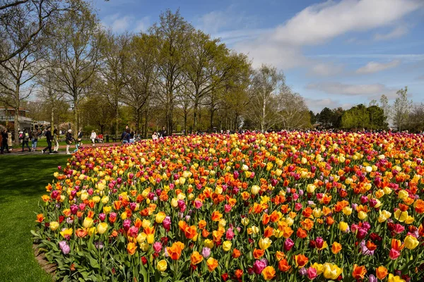 2022年4月 阿姆斯特丹利塞 在Keukenhof的五彩缤纷的花坛和游客 高质量的照片 — 图库照片