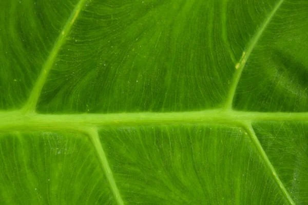 Den Helder Nederland Mei 2022 Aderen Van Een Groen Palmblad — Stockfoto