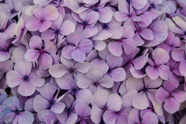 Den Helder, Hollanda, Mayıs 2022 Bir ortancanın mavi ve pembe çiçekleri. Yüksek kalite fotoğraf. Kapat.