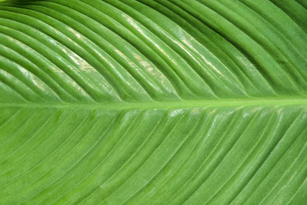 Den Helder, Hollanda, Mayıs 2022. Yeşil bir palmiye yaprağının damarları. Yüksek kalite fotoğraf