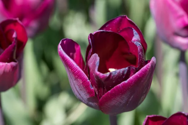 Julianadorp Nederländerna April 2022 Blommande Rosa Tulpaner Från Lågt Perspektiv — Stockfoto