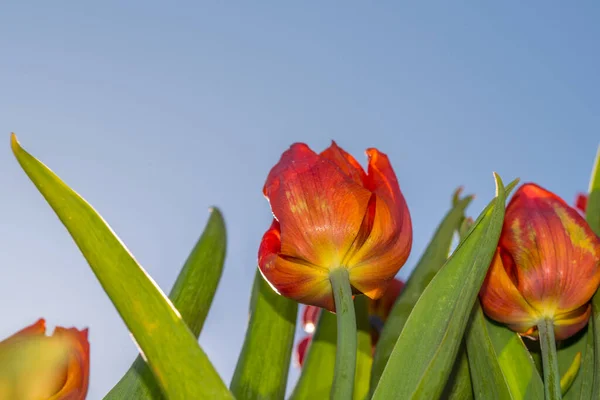 Julianadorp Nederland April 2022 Bloeiende Roze Tulpen Vanuit Een Laag — Stockfoto