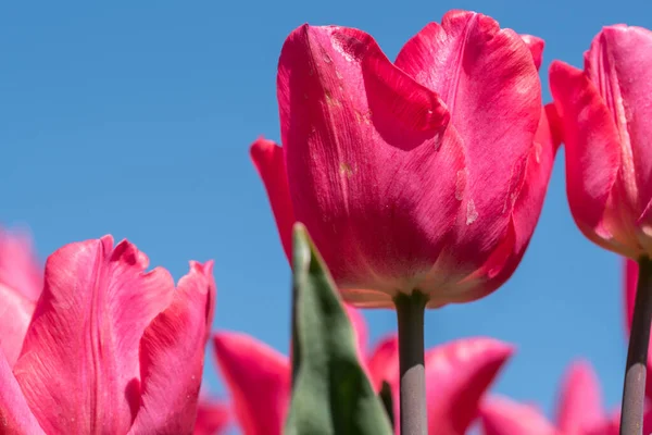 Julianadorp Nederland April 2022 Bloeiende Roze Tulpen Vanuit Een Laag — Stockfoto