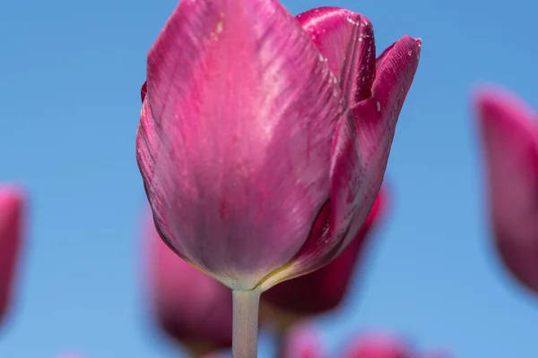 Julianadorp Niederlande April 2022 Blühende Rosa Tulpen Aus Niedriger Perspektive — Stockfoto