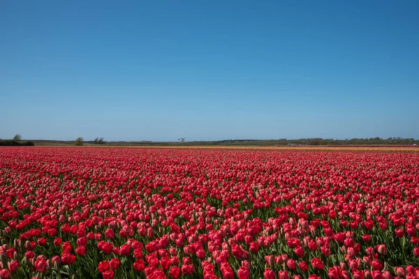 Julianadorp Holanda Maio 2022 Campos Tulipas Florescentes Julianadorp Foto Alta — Fotografia de Stock