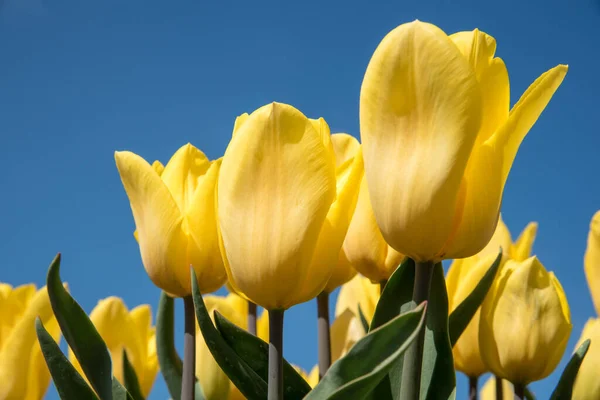 Julianadorp Nederland Mei 2022 Bloeiende Gele Tulpen Tegen Een Achtergrond — Stockfoto