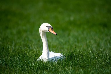 Den Helder, Hollanda, Mayıs 2022. Çimlerde kuğu. Yüksek kalite fotoğraf