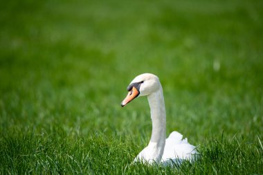 Den Helder, Hollanda, Mayıs 2022. Çimlerde kuğu. Yüksek kalite fotoğraf