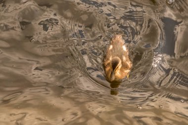 Den Helder, Hollanda, Mayıs 2022. Sudaki yavru ördek. - Evet. Yüksek kalite fotoğraf