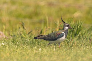 Den Helder, Hollanda, Mayıs 2022. Çayırda genç bir kanat. - Evet. Yüksek kalite fotoğraf
