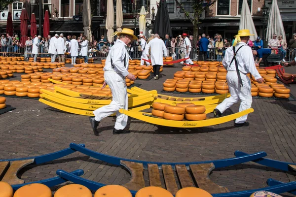 Alkmaar, Hollanda, Mayıs 2022. Alkmaar peynir pazarındaki peynir taşıyıcıları. Yüksek kalite fotoğraf