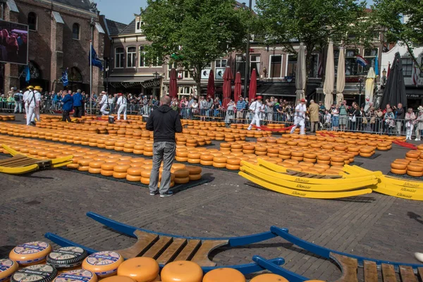 Alkmaar, Hollanda, Mayıs 2022. Alkmaar peynir pazarındaki peynir taşıyıcıları. Yüksek kalite fotoğraf