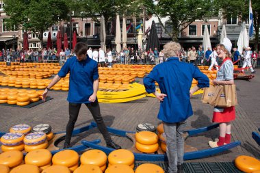 Alkmaar, Hollanda, Mayıs 2022. Peynir taşıyıcılar peynirleri atıyorlar ve peynir arabalarını Alkmaar peynir pazarına yüklüyorlar. Yüksek kalite fotoğraf