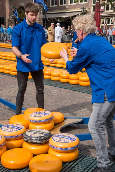 Alkmaar Nederländerna Maj 2022 Ostbärarna Kastar Ostarna Över Och Lastar — Stockfoto