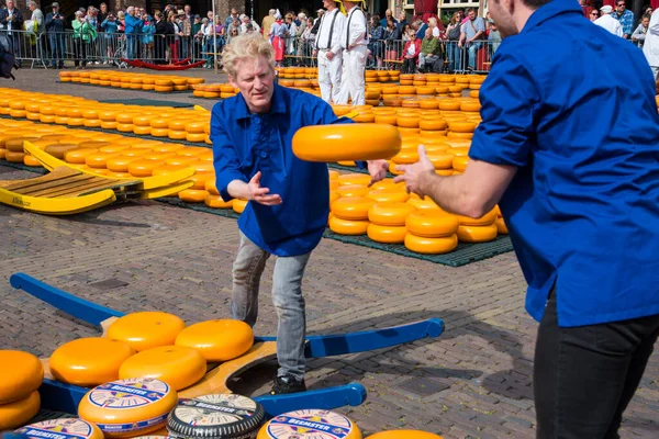 Alkmaar Nederländerna Maj 2022 Ostbärarna Kastar Ostarna Över Och Lastar — Stockfoto