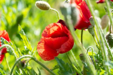 Den Helder, Hollanda, Mayıs 2022. Çiçek açan kırmızı gelincikleri kapatın. Yüksek kalite fotoğraf