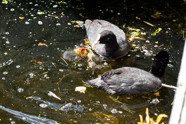 Den Helder Pays Bas Mai 2022 Coot Nourrit Ses Petits — Photo