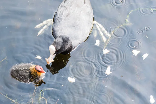 Den Helder Holland Maj 2022 Coot Fodrer Sine Unger Ikke - Stock-foto