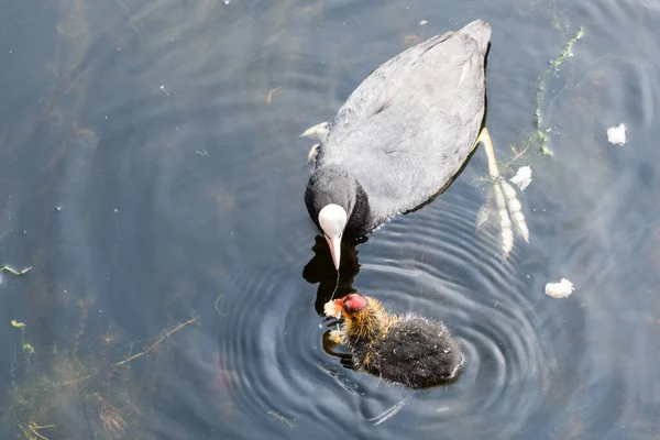 Den Helder Holland Maj 2022 Coot Fodrer Sine Unger Ikke - Stock-foto