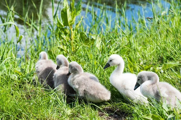 Julianadorp Nederländerna Maj 2022 Ett Med Unga Svanar Högkvalitativt Foto — Stockfoto