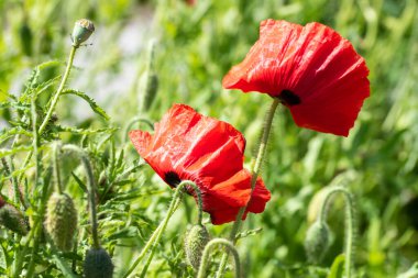 Den Helder, Hollanda, Mayıs 2022. Çiçek açan kırmızı gelincikleri kapatın. Yüksek kalite fotoğraf