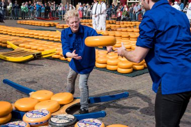 Alkmaar, Hollanda, Mayıs 2022. Peynir taşıyıcılar peynirleri atıyorlar ve peynir arabalarını Alkmaar peynir pazarına yüklüyorlar. Yüksek kalite fotoğraf